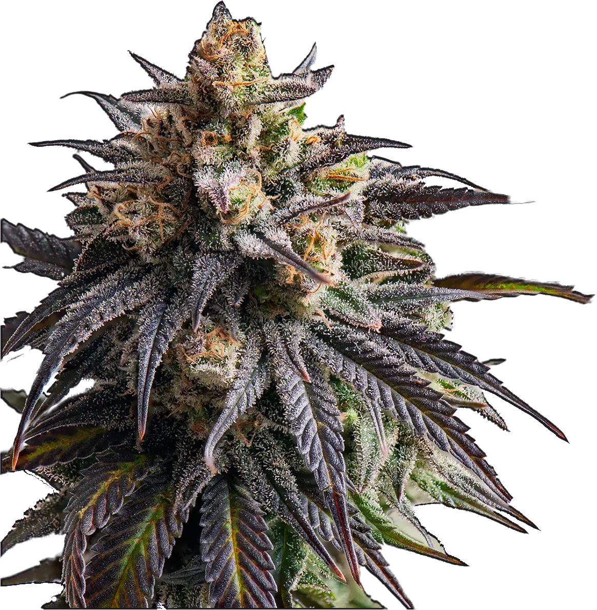 cannabis plant