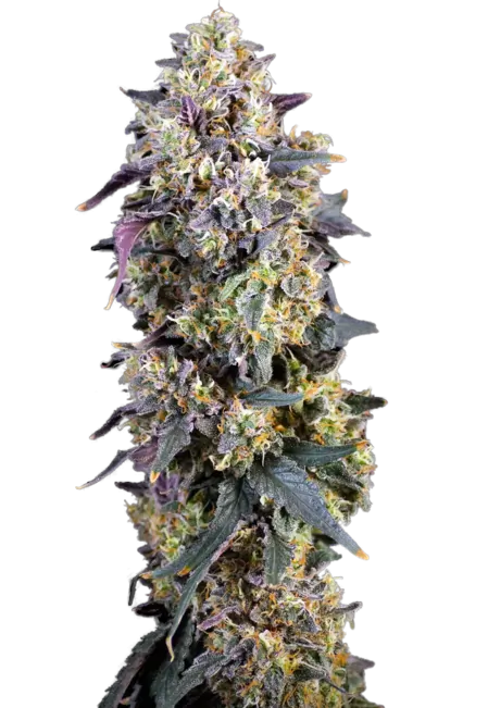 flower cannabis plant